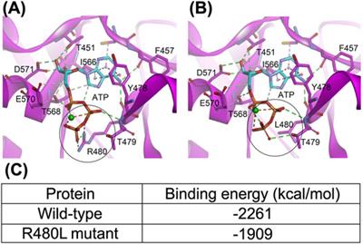 Novel CNNM2 Mutation Responsible for Autosomal-Dominant Hypomagnesemia With Seizure